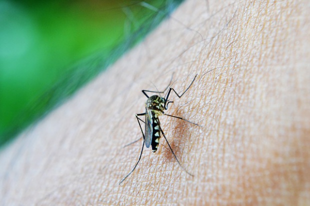Timișoara | Promisiuni pentru exterminarea țânțarilor, dar totul depinde de… vreme