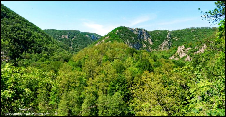 Romsilva a ochit Parcul Național Cheile Nerei-Beușnița și face presiuni pentru un management agresiv, care să-i permită tăieri masive de pădure