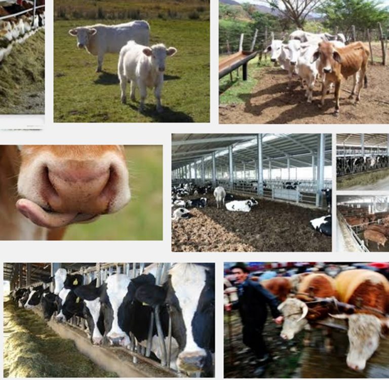 Vestul țării, regiunea cu cel mai mic efectiv de bovine din România