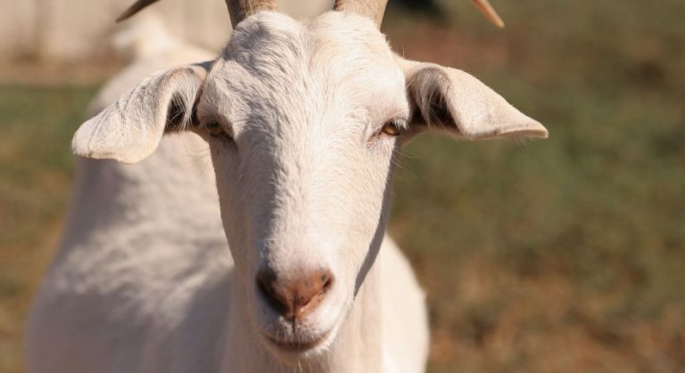 16 vorbe de duh pe care nu le știai despre capra vecinului. Valabile și-n Banat?…
