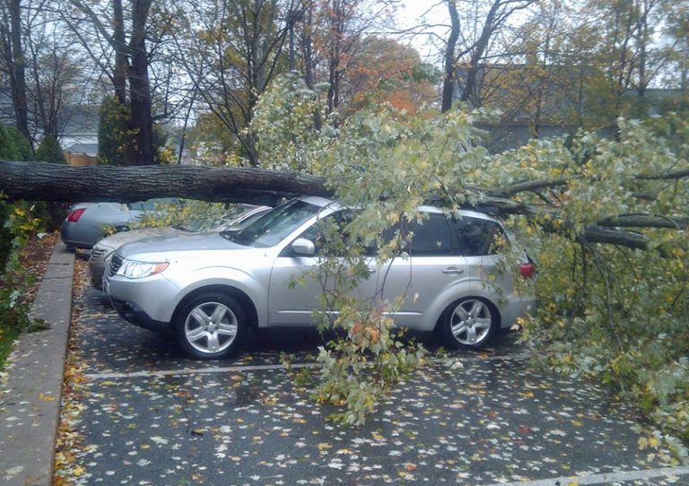 Mai tăiem nişte pomi în Timişoara? Primarul Nicolae Robu atrage atenția asupra pericolului copacilor șubrezi-VIDEO