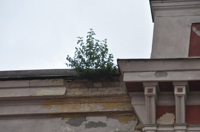 A înfrunzit Primăria Veche