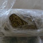 cannabis moravita (1)