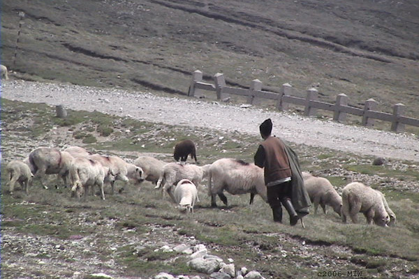 Acuzații grave! Un cioban susține că e șantajat și amenințat la stână. Trei polițiști, implicați