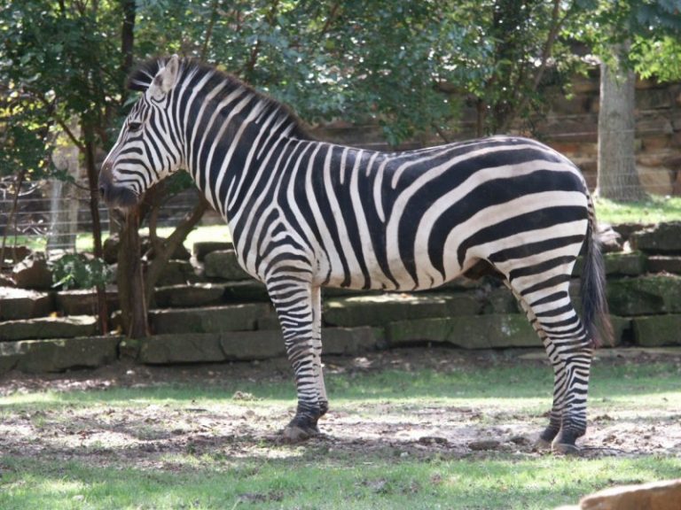 Acuzată de primar că poluează, o firmă din Timișoara a donat două zebre și o antilopă la ZOO