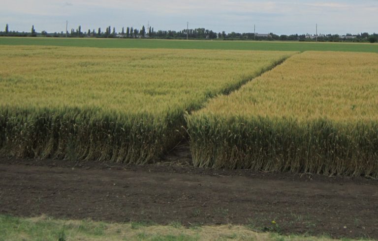 Cum funcționează mafia pământului românesc? De la prefect, șefi de administrații, directori de oficii, până la primari…