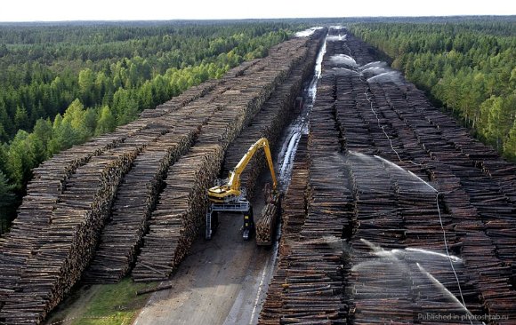 Tupeu de austriac! Holzindustrie Schweighofer spune că luptă împotriva tăierilor ilegale de păduri