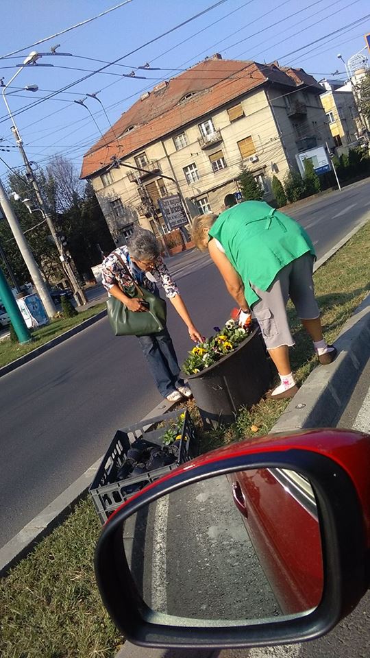 Florile Primăriei Timișoara, dacă nu sunt furate se vând direct în intersecții!