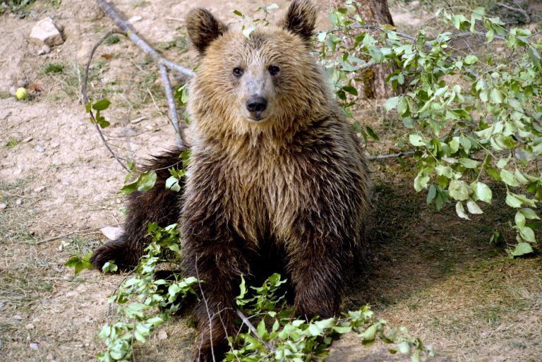 Urșii ne încurcă din nou socotelile la autostrada Lugoj-Deva!