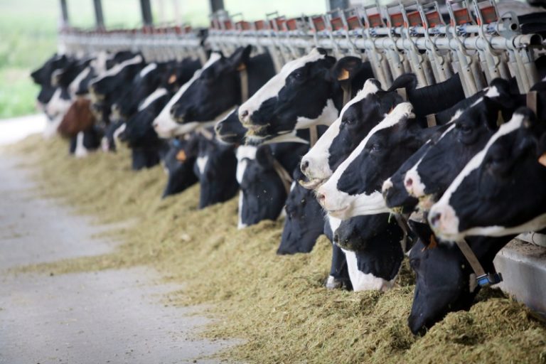 UE oferă 5,5 milioane euro crescătorilor de vaci de lapte! Dar numai celor mici, cei mari nu primesc nimic!