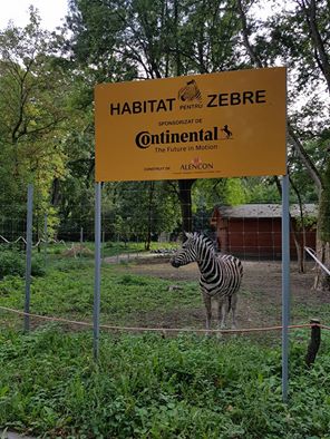 Zebra donată de Continental Grădinii Zoologice din Timişoara a murit subit. O fi de la poluare?…