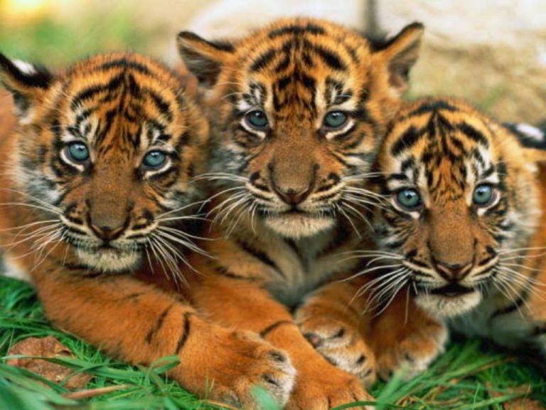 Și bănățenii pot salva unul dintre puținele locuri de pe Pământ cu o populație de tigri bengalezi mai mare de 100 de exemplare