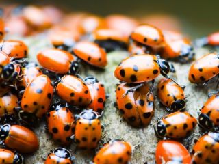 Se întâmplă la 80 de kilometri de Timișoara: INVAZIE de BUBURUZE… VIDEO