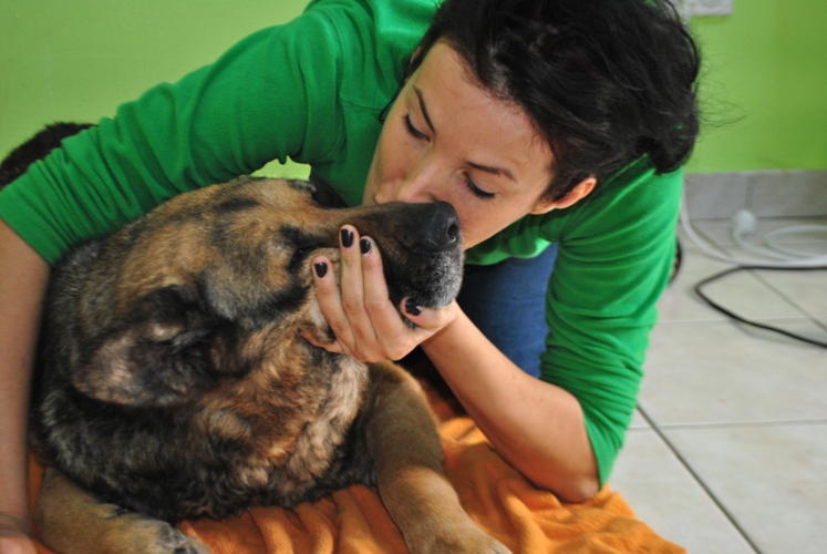 Peste 2.500 de câini şi pisici au fost sterilizaţi gratuit, în Timișoara