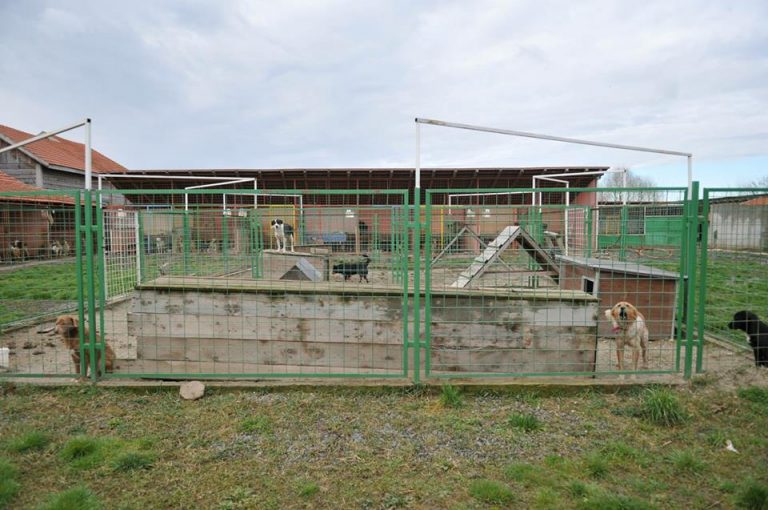 Vreţi să vedeţi cum trăiesc căţeii din adăpost? Danyflor îşi deschide porţile