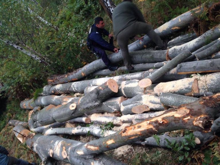 Polițiștii stau cu ochii pe hoții de lemne, vezi ce captură au făcut în vestul țării