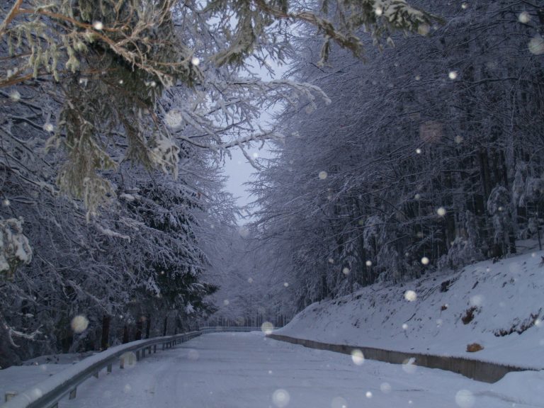 Apariții de o frumusețe încântătoare într-o pădure din Banat. Ce au surprins în imagini pădurarii. Video