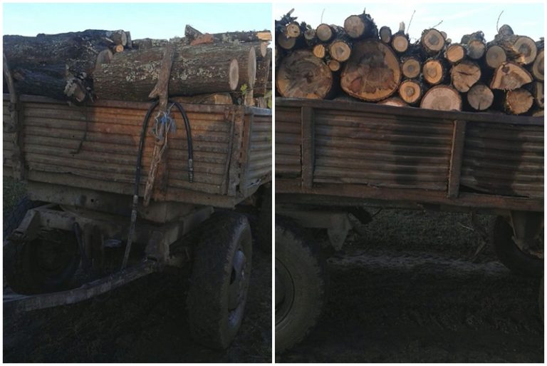 Furtul de lemne, în floare în Timiş