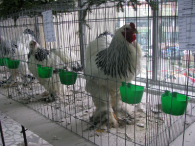 Expoziție de porumbei, găini, iepuri și păsări exotice la Sânnicolau Mare