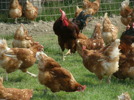 Alertă în Timiș după ce s-au înregistrat mai multe cazuri de gripă aviară în Ungaria
