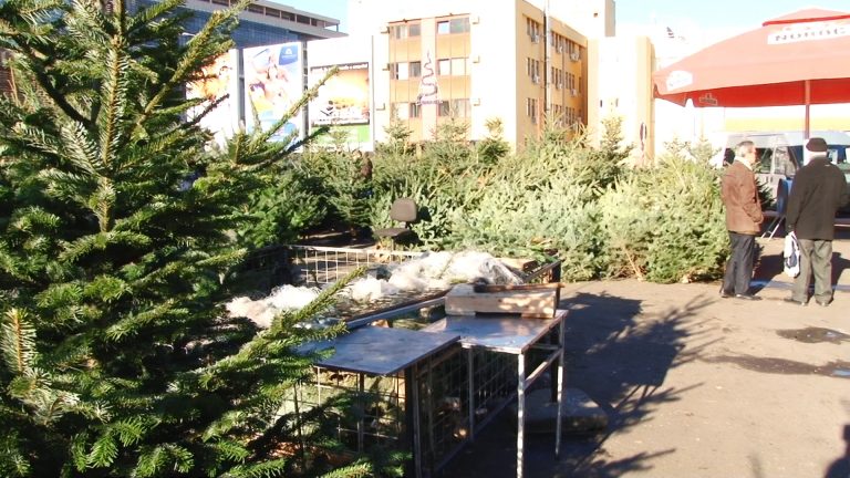 De unde pot cumpăra timișorenii bradul de Crăciun? Care este prețul pieței, comparativ cu cel din magazin? VIDEO