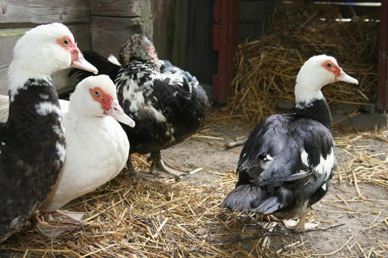 Alertă! Focar de gripă aviară la doi kilometri de Timiş