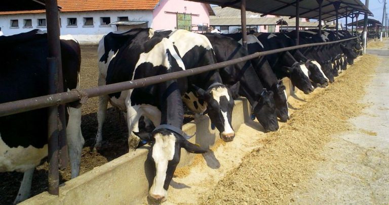 Trei automate de lapte, închise la Lugoj din cauza vacilor cu tuberculoză