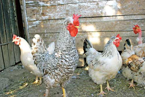 Timișorenii care nu declară terenurile și animalele deținute în Registrul Agricol al Municipiului, riscă să fie amendați