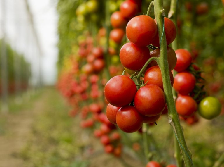 De ce pe fermierii din Timiş nu-i mai interesează cei 3.000 de euro pentru producerea tomatelor?