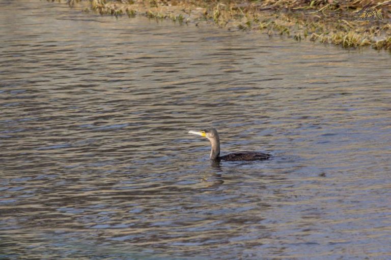 Delta se mută în Banat: Au apărut cormoranii pe Bârzava