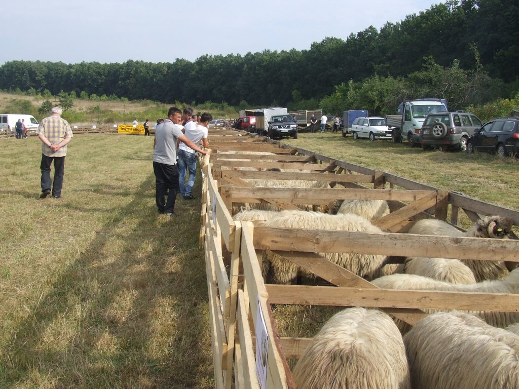 disperarea oierilorrDSCF3935