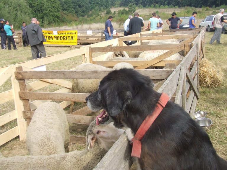 La Ministerul Agriculturii s-au perindat 28 de miniştri, dar problemele oierilor din Timiş au rămas aceleaşi