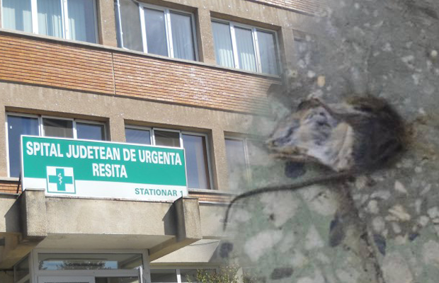 soarece-spital-resita