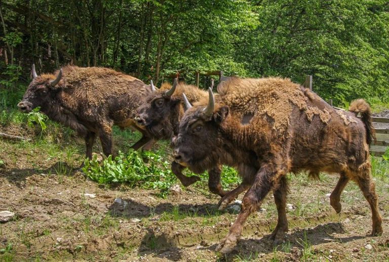 Comisia Europeană îndeamnă turiştii să viziteze zimbrii din Munţii Banatului