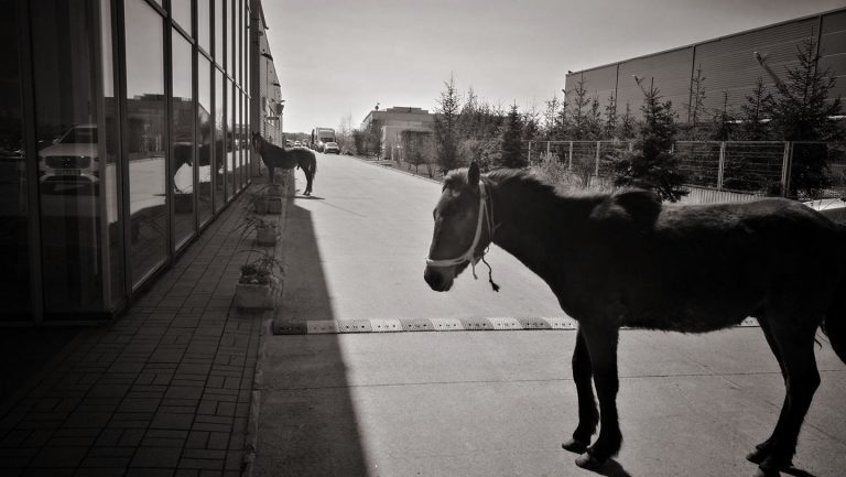 Doi cai! Doi cai frumoși, interesați de… mașinile din Timișoara