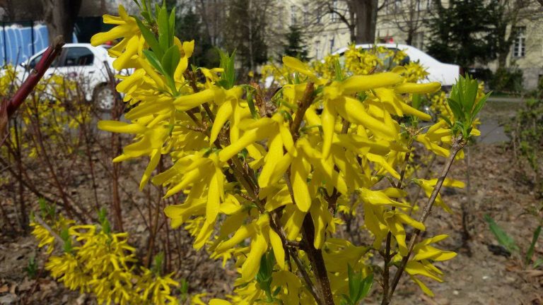 Primăvara bate timid la porțile Timișoarei