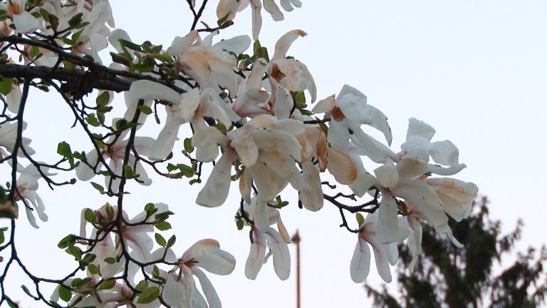 Se schimbă din nou vremea! Vezi de când!