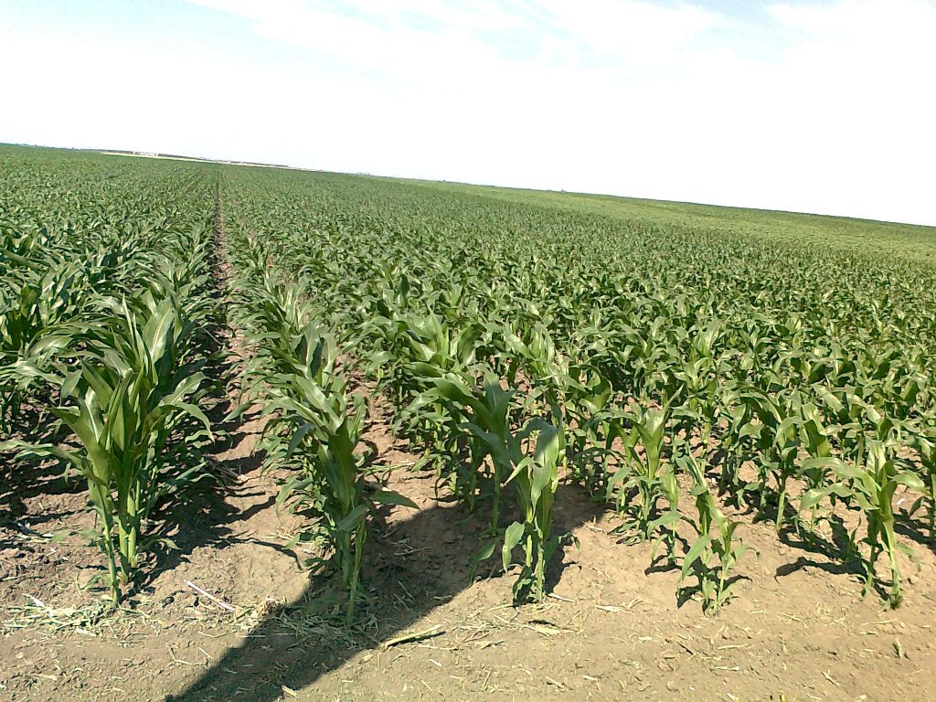 Pana cand ne vom vinde taraa