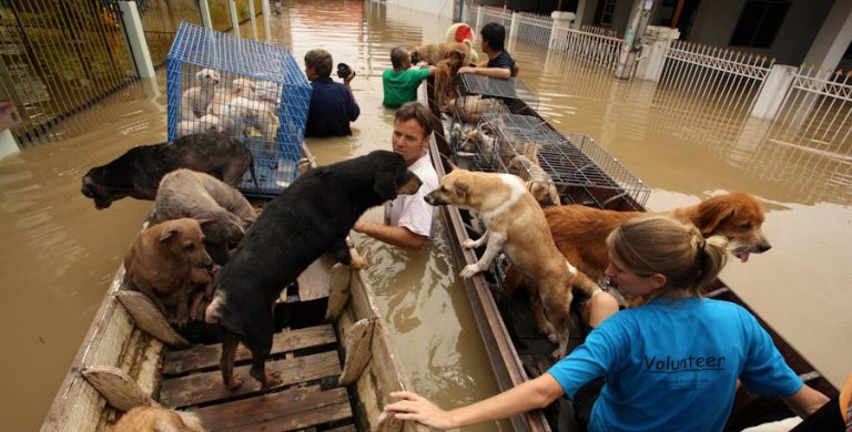 Nicolae Robu, noul președinte al comisiei de gestionare a… cadavrelor de cîini-VIDEO