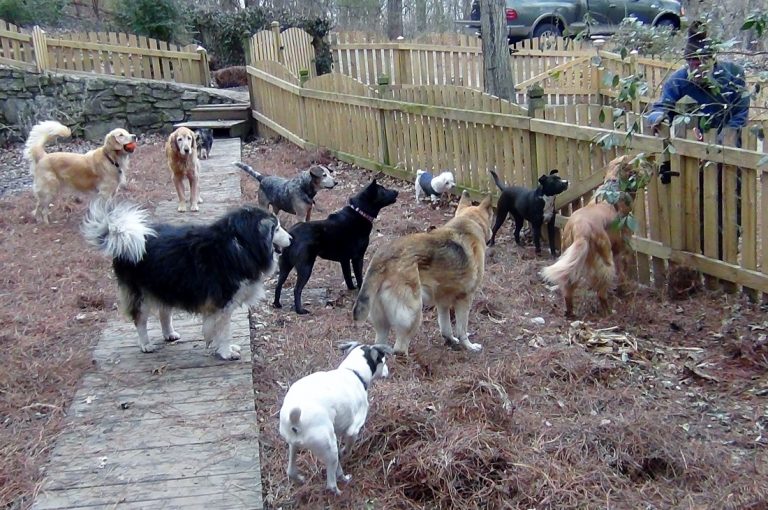 De necrezut ! Dulăii au sărit să înfulece iepuraşii de Paşti în centrul unui oraş din vestul ţării.