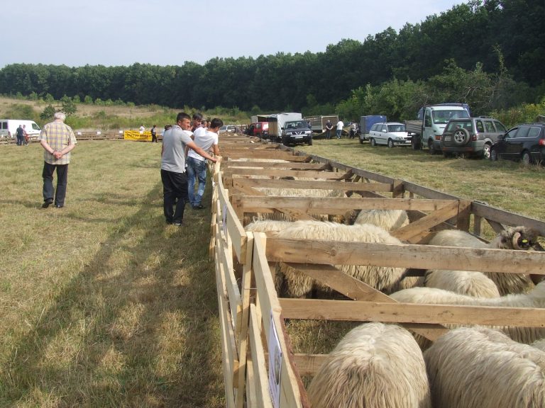 Oierii din Timiș – într-o situație dramatică? Cum s-a ajuns aici…