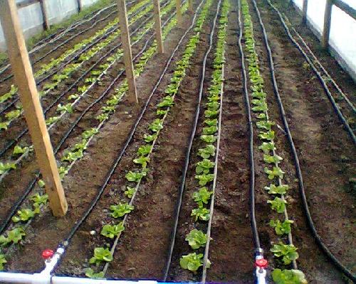 Povestea fascinantă a legumicultorului din Banat și a produselor sale minunate