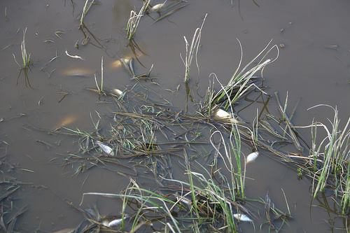 Poluare transfrontalieră? Sute de peşti morţi descoperiţi pe un râu din Banat