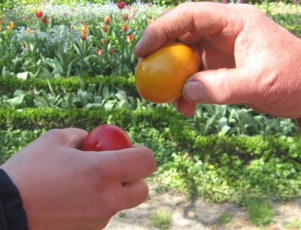 Bănățenii și-au încercat norocul la Campionatul Mondial (neoficial) de Ciocnit Ouă! Unde are loc inedita competiție…