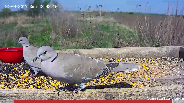 Prima ”grădină zoologică virtuală” din România se află în Banat!