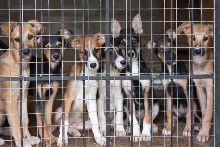 Aproape 5.000 de câini eutanasiaţi la adăposturile din vestul țării