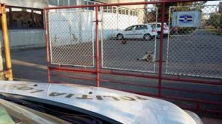 Se întâmplă la Timişoara! Un câine nesupravegheat a ieşit din curte şi a atacat un biciclist!