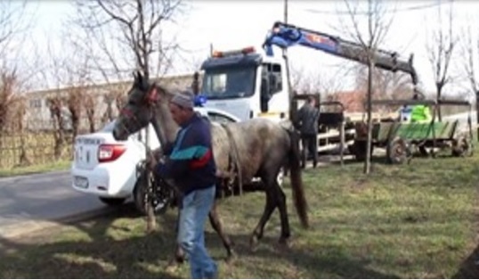 Cinci căruțași au rămas… pietoni! Și cu banii luați!