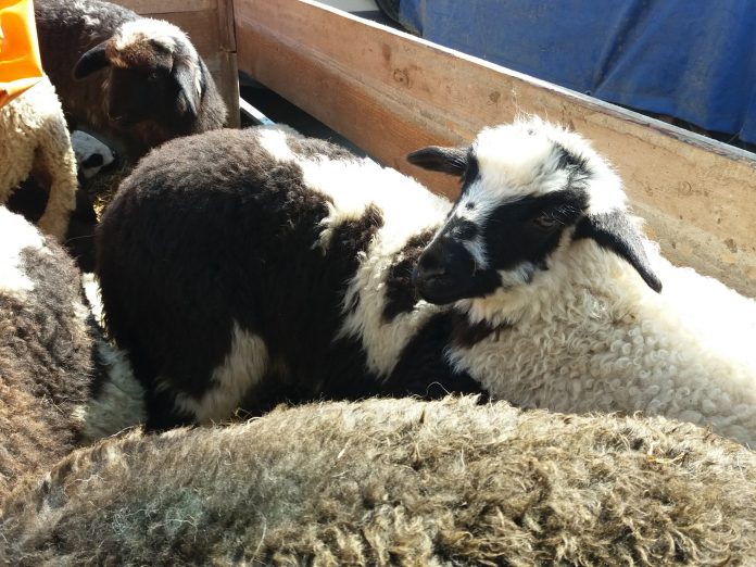 piata carne miel (22)