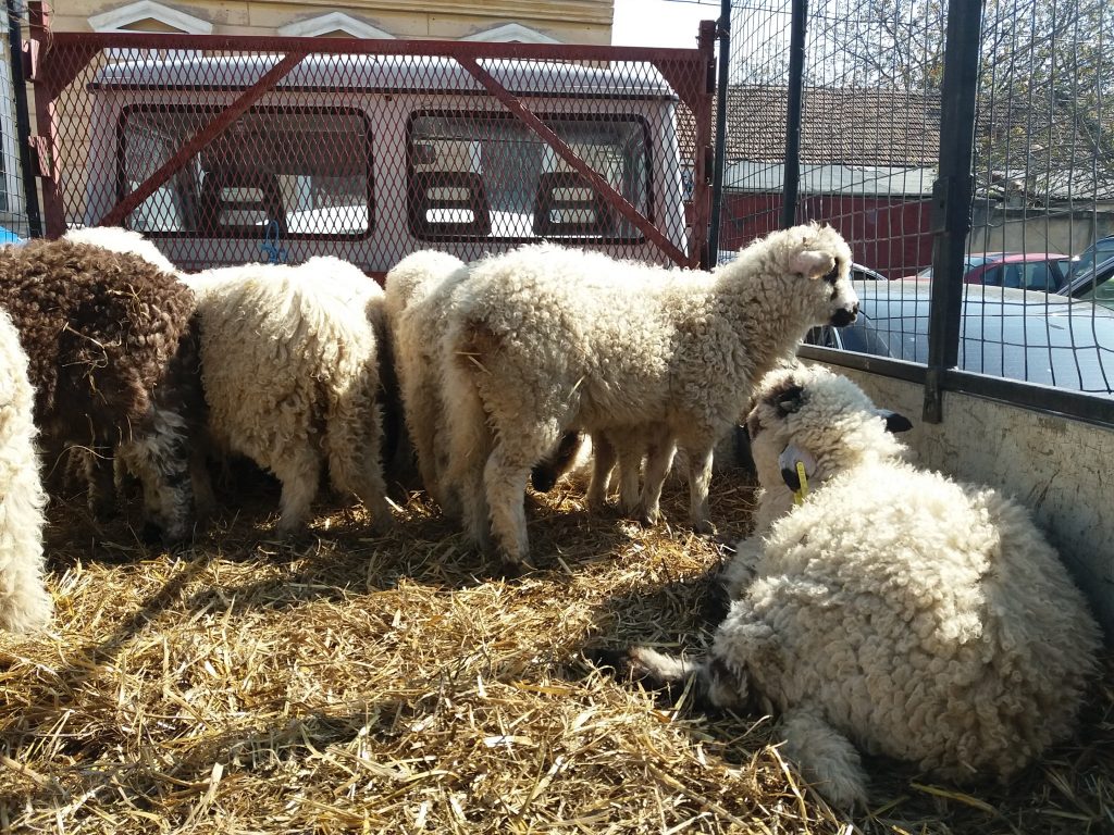 piata carne miel (23)